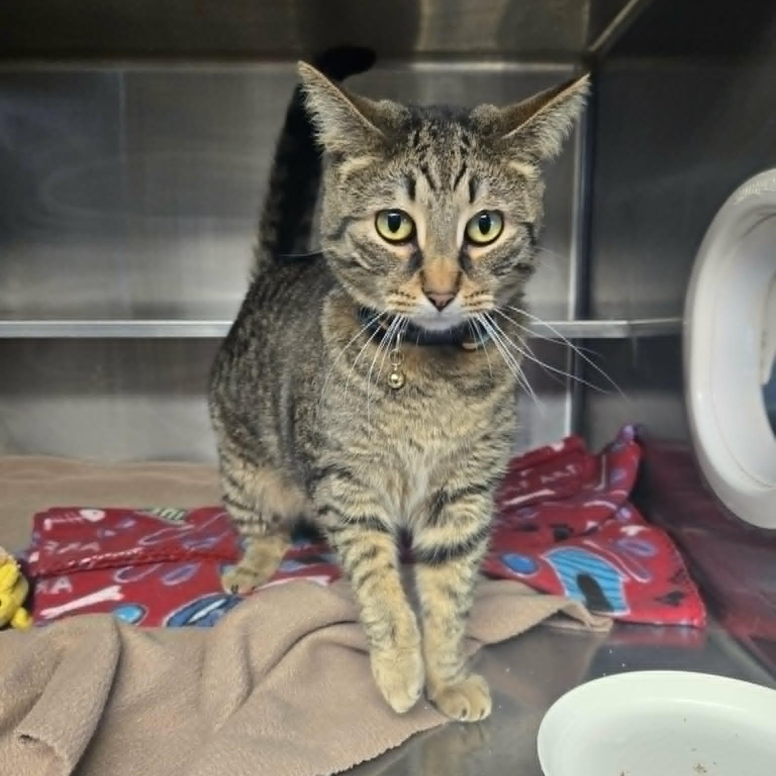 Enlarge Vax, an adoptable Domestic Short Hair in Watertown, WI image 4/4