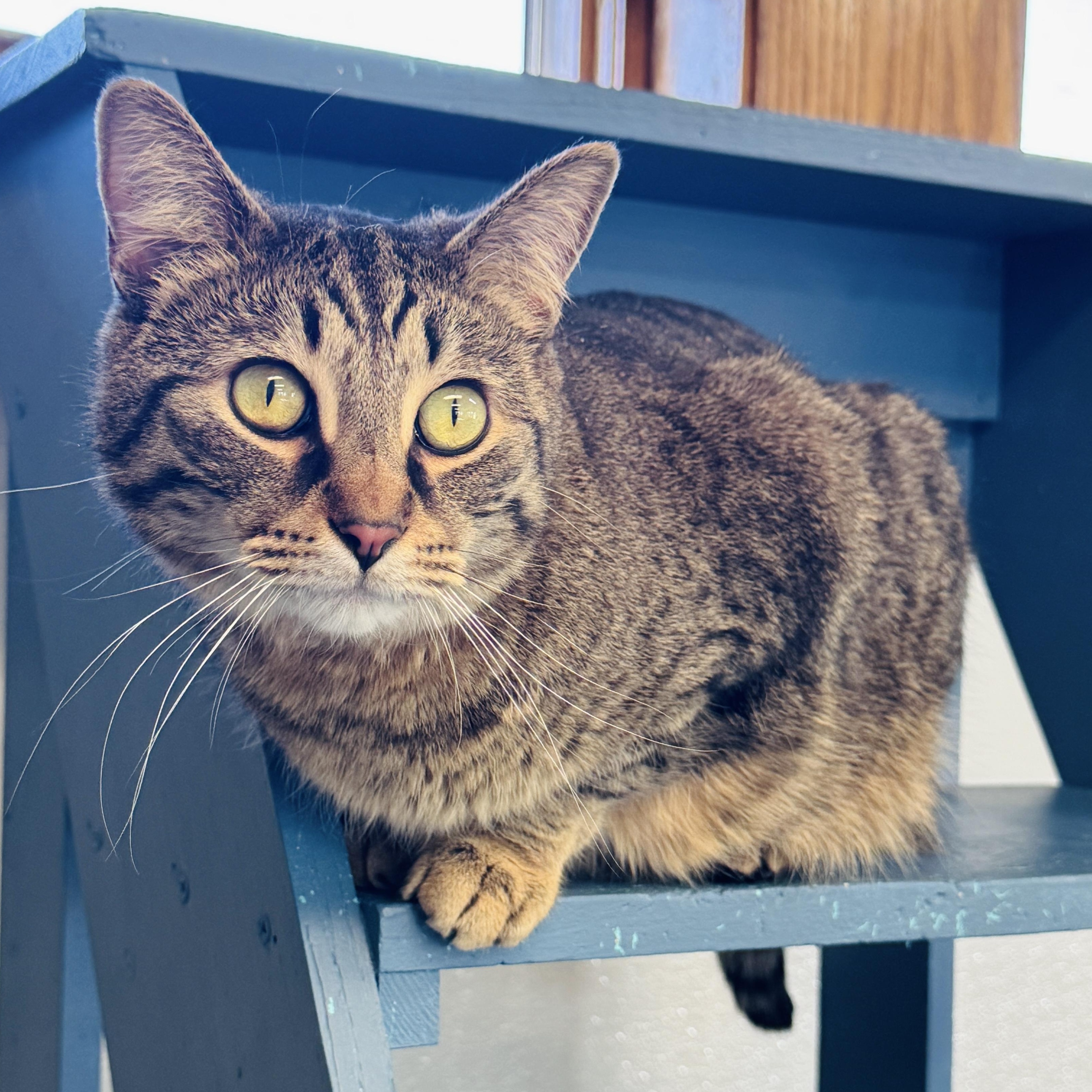 Enlarge Vax (At Whiskers Society), an adoptable Domestic Short Hair in Watertown, WI image 2/4