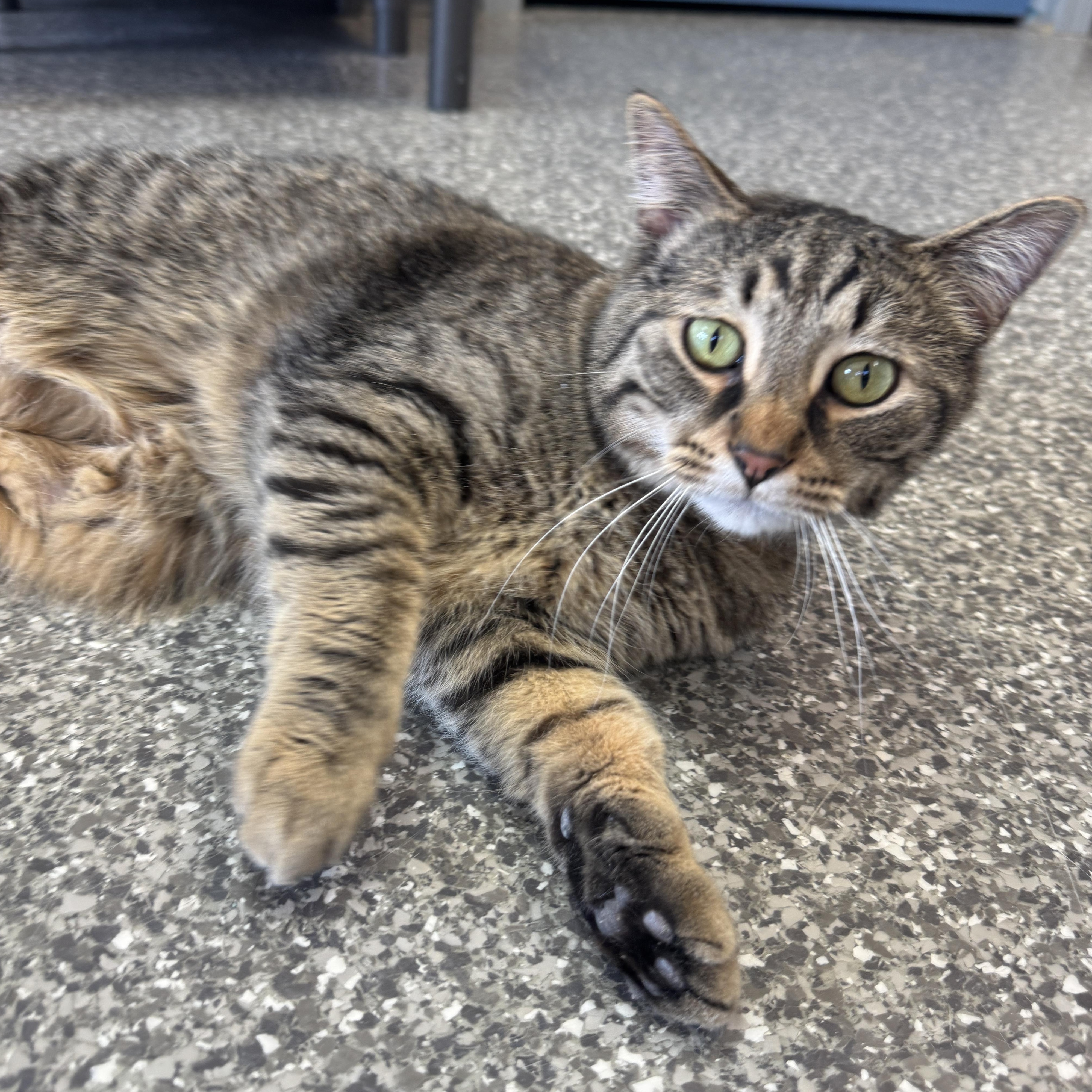 Enlarge Vax (At Whiskers Society), an adoptable Domestic Short Hair in Watertown, WI image 4/4