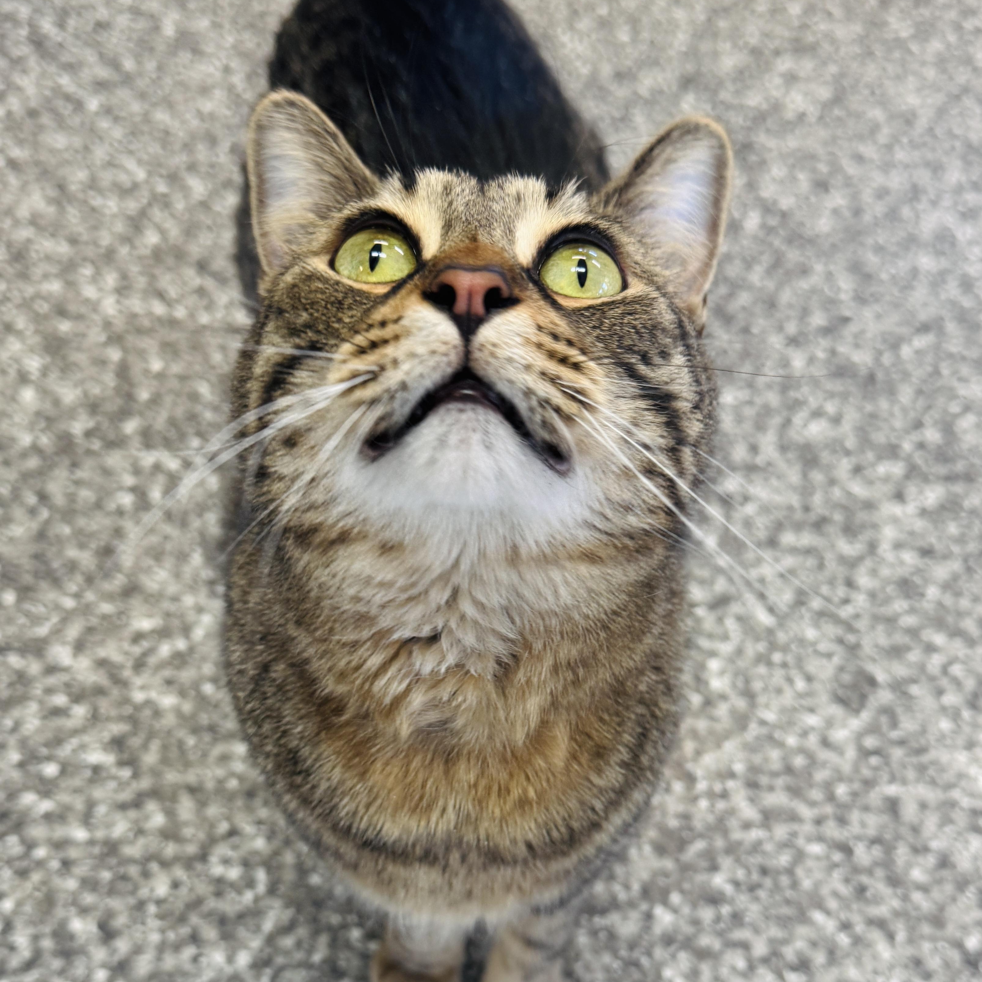 Enlarge Vax (At Whiskers Society), an adoptable Domestic Short Hair in Watertown, WI image 3/4