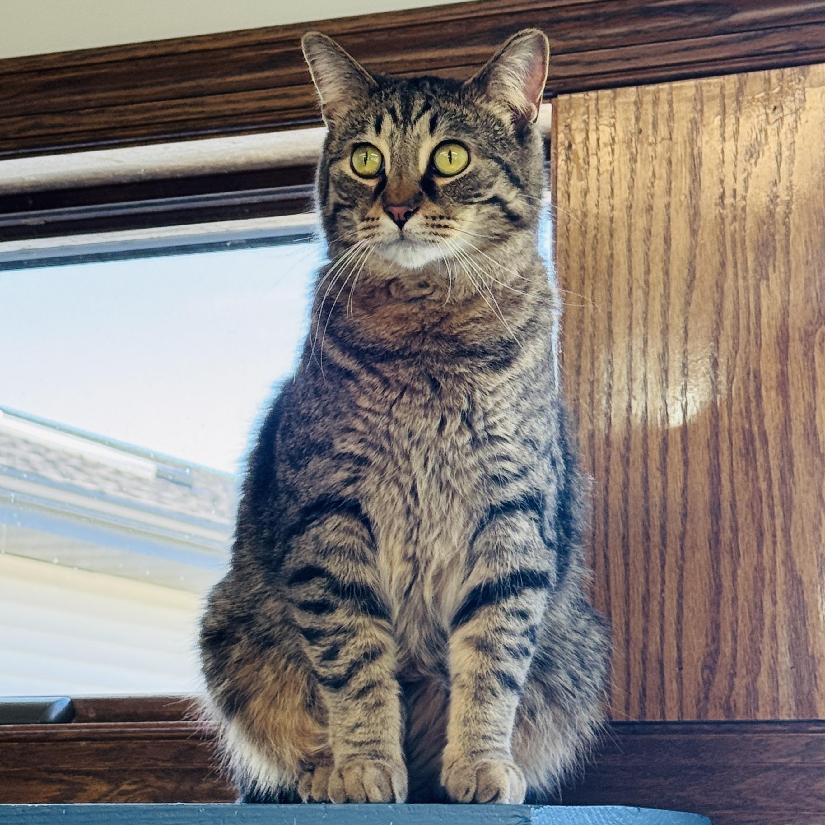 Enlarge Vax (At Whiskers Society), an adoptable Domestic Short Hair in Watertown, WI image 1/4