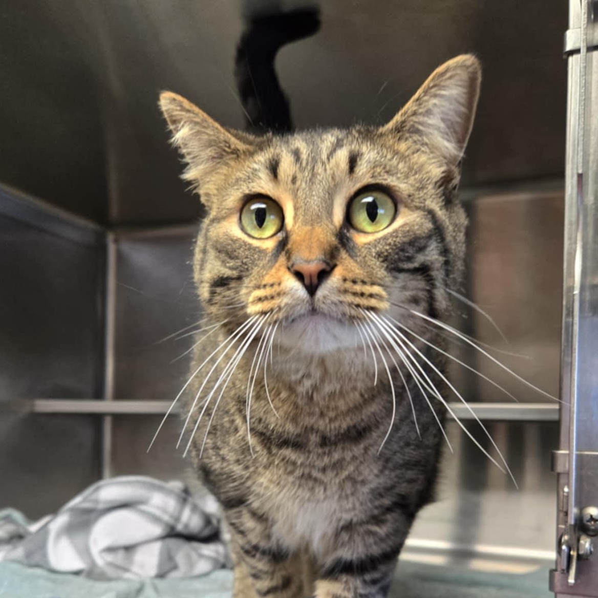 Enlarge Vax, an adoptable Domestic Short Hair in Watertown, WI image 1/4