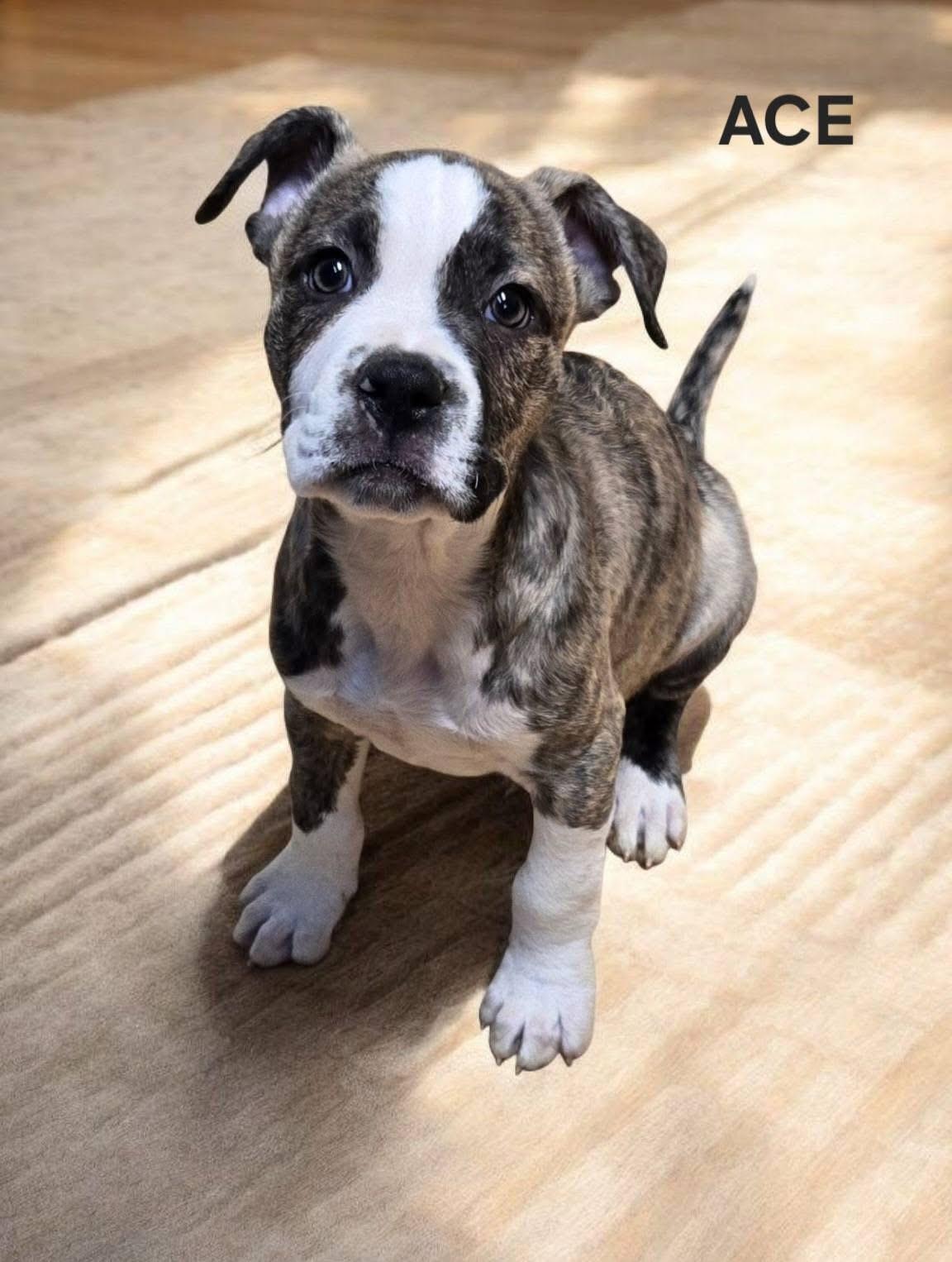 Ace! Little sweetie pie!, a Adoptable mixed breed in RUSSIAVILLE, IN image 1/3