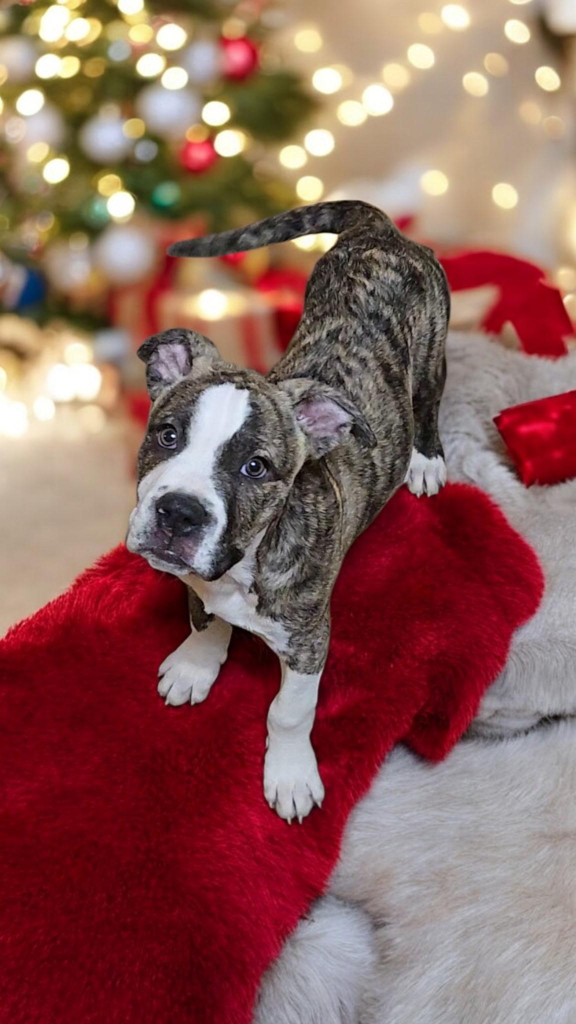 Ace! Little sweetie pie!, a Adoptable mixed breed in RUSSIAVILLE, IN image 2/3