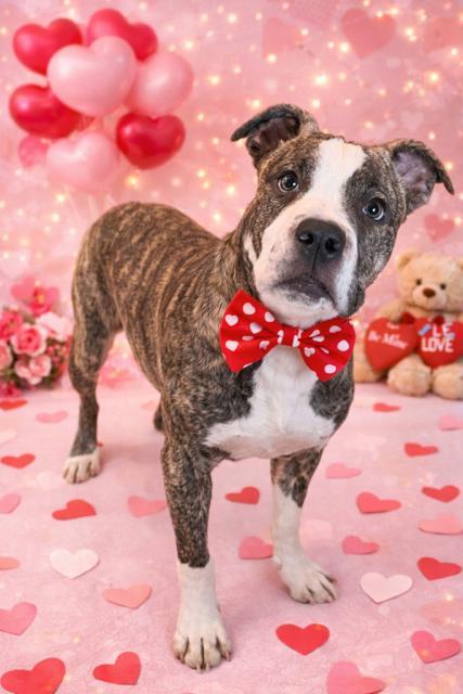 Enlarge Ace! Little sweetie pie!, a Adoptable mixed breed in RUSSIAVILLE, IN image 1/3