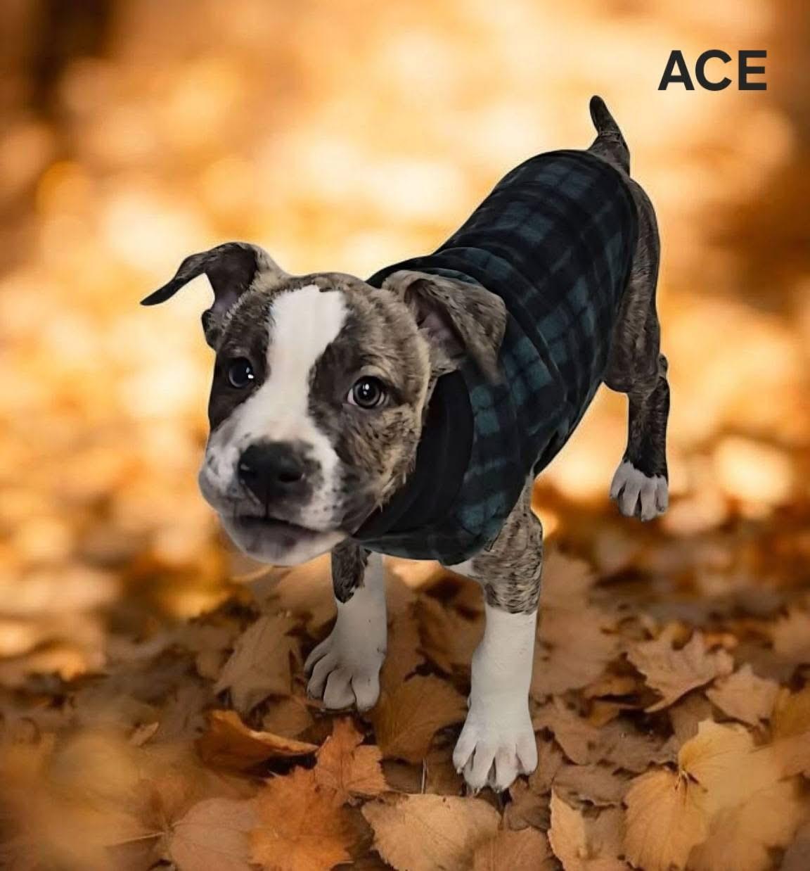 Ace! Little sweetie pie!, a Adoptable mixed breed in RUSSIAVILLE, IN image 3/3