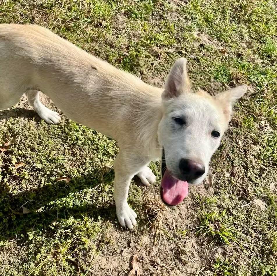Enlarge Thor, a ADOPTABLE German Shepherd Dog in Anderson, TX image 1/1
