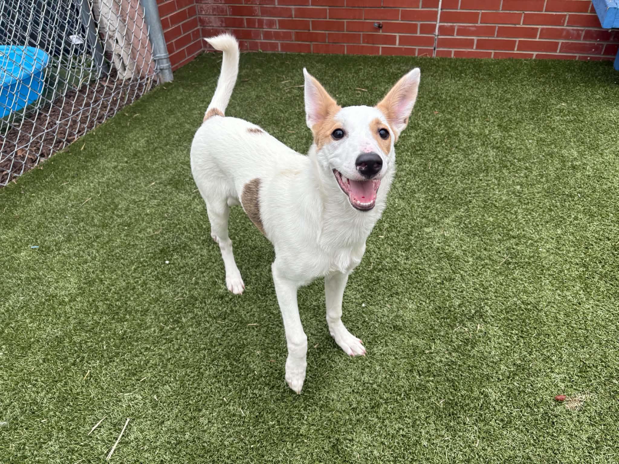 Cherry, Adoptable, Puppy Female Rough Collie & Mixed Breed.