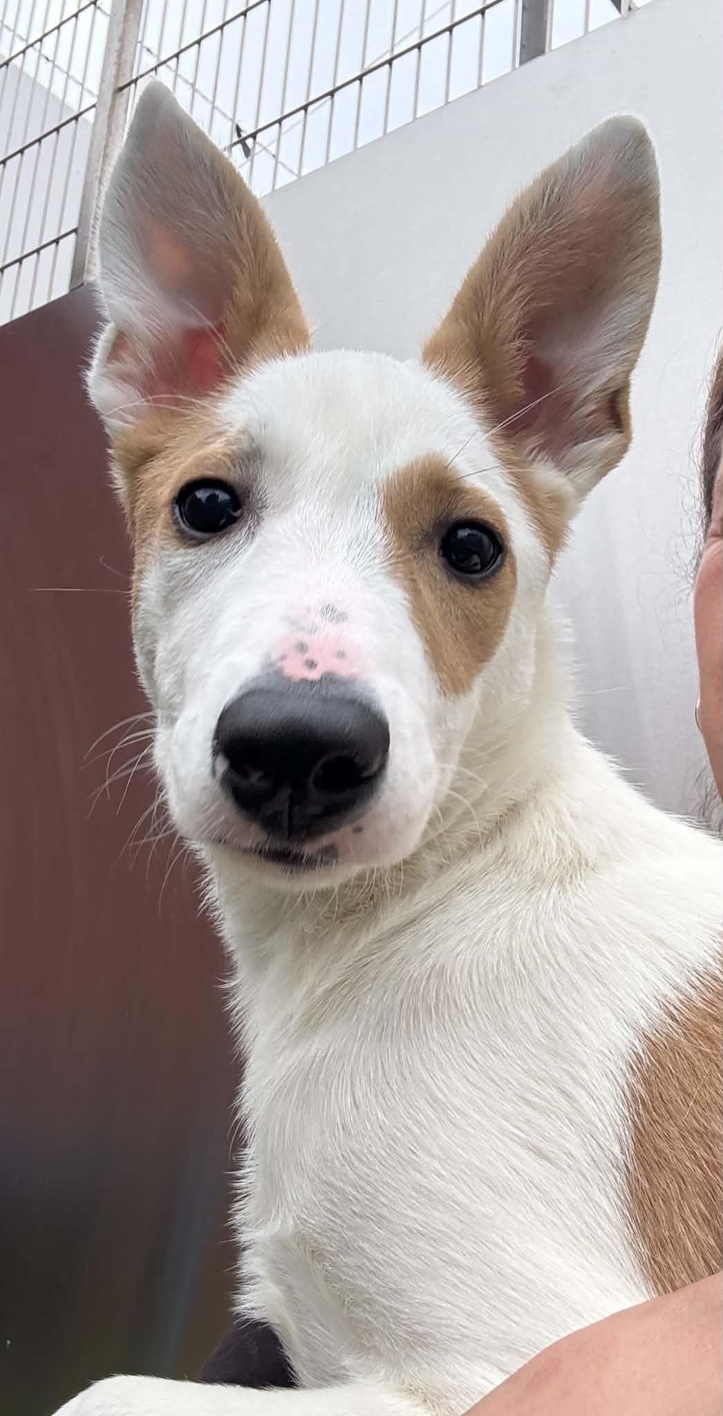 Enlarge Cherry, a Adoptable mixed breed in Oxford, MI image 2/6