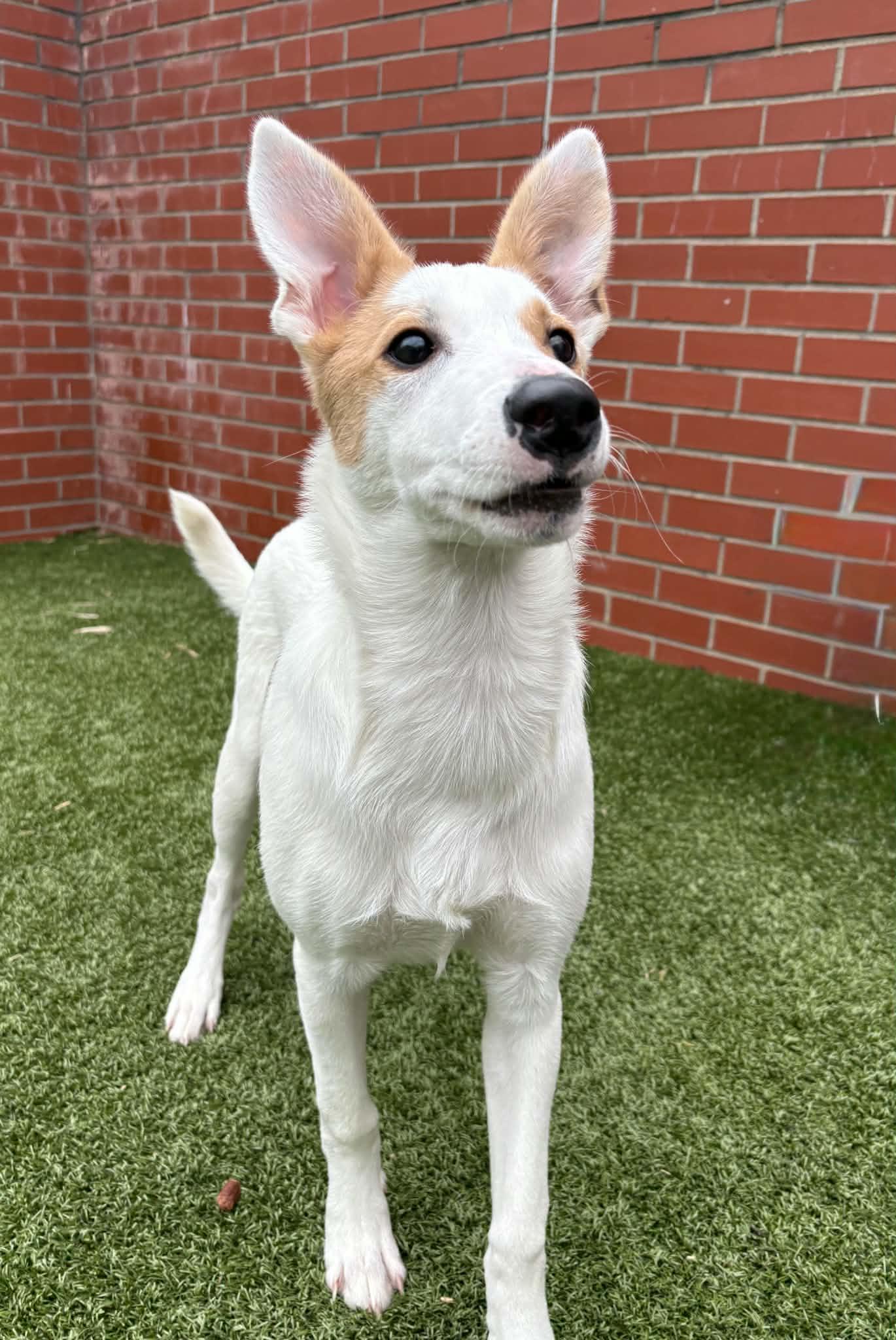 Enlarge Cherry, a Adoptable mixed breed in Oxford, MI image 6/6