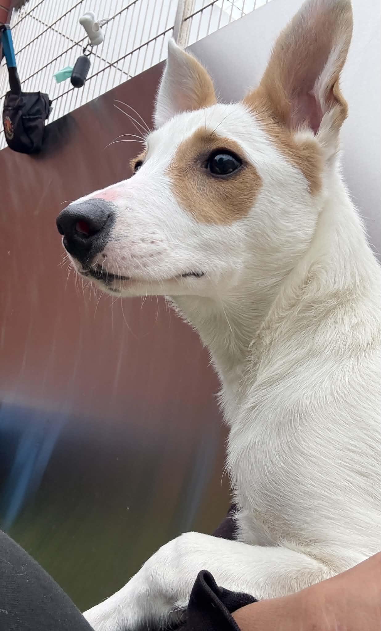 Enlarge Cherry, a Adoptable mixed breed in Oxford, MI image 4/6