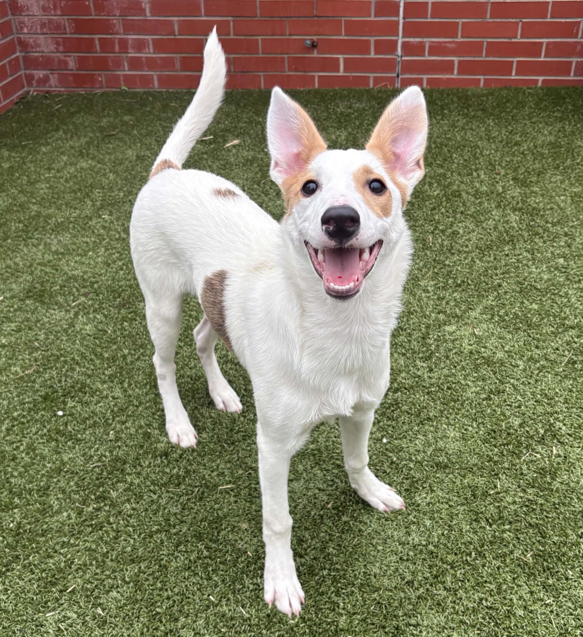 Enlarge Cherry, a Adoptable mixed breed in Oxford, MI image 5/6
