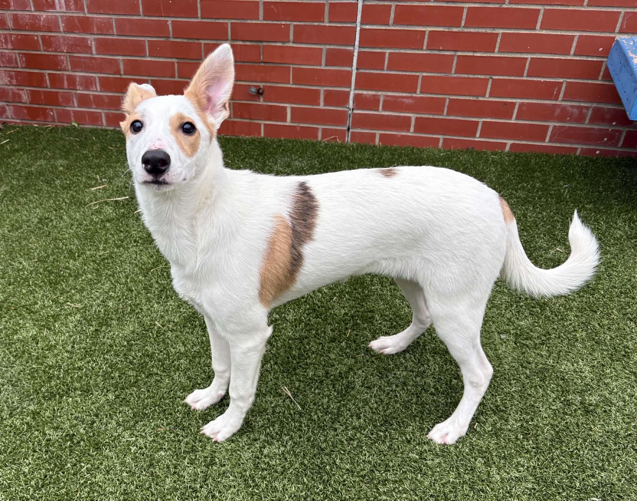 Enlarge Cherry, a Adoptable mixed breed in Oxford, MI image 3/6