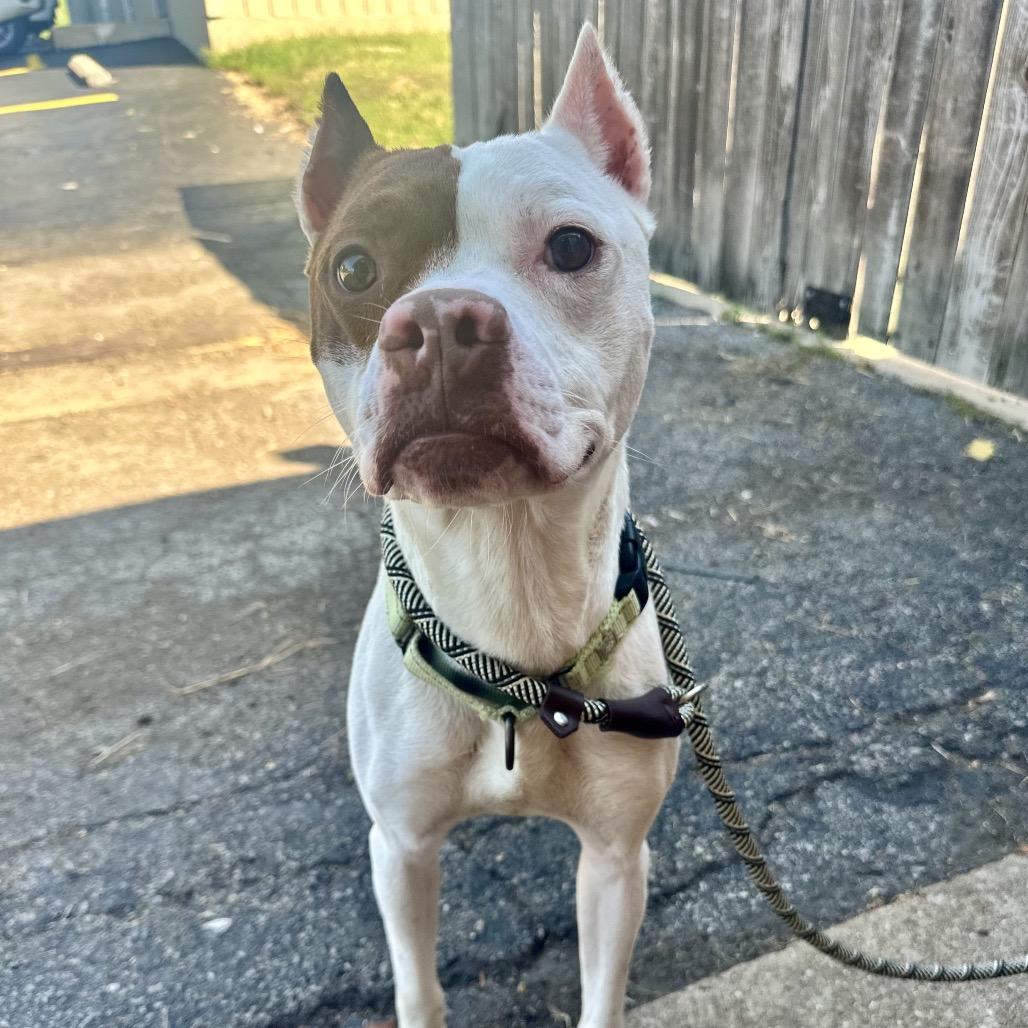 Maximus The Gladiator ER, Adoptable, Adult Male Pit Bull Terrier.