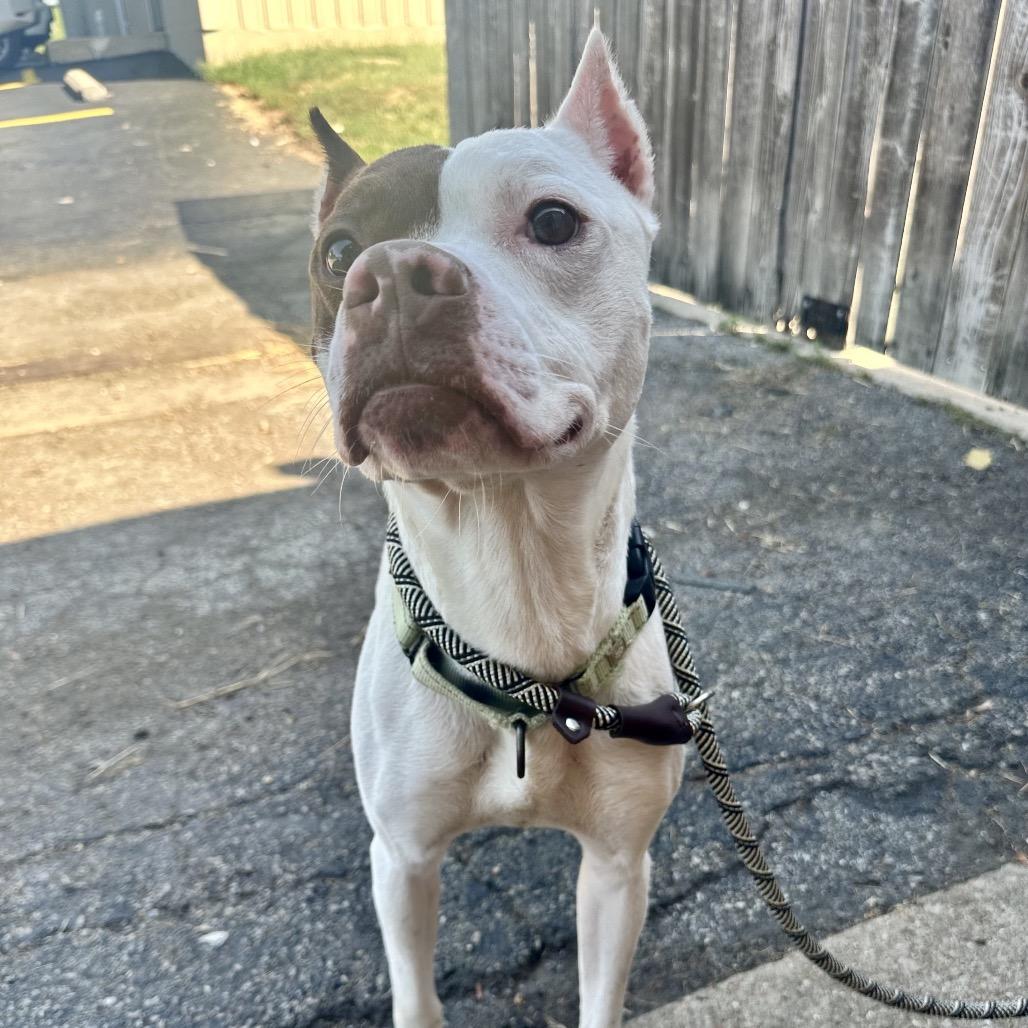 Enlarge Maximus The Gladiator ER, a Adoptable Pit Bull Terrier in Union, MO image 2/2