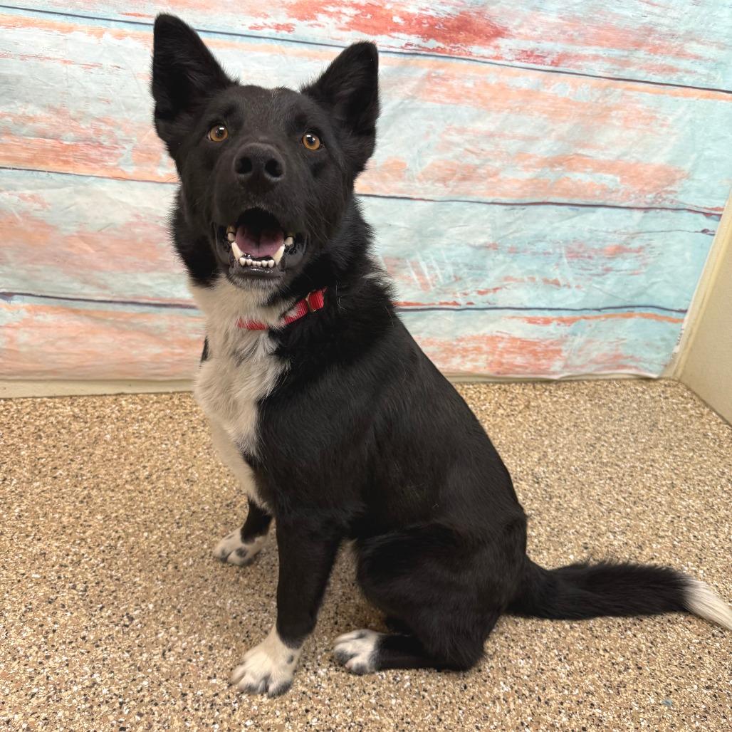 Buddy, a Adoptable mixed breed in Cheyenne, WY image 1/2