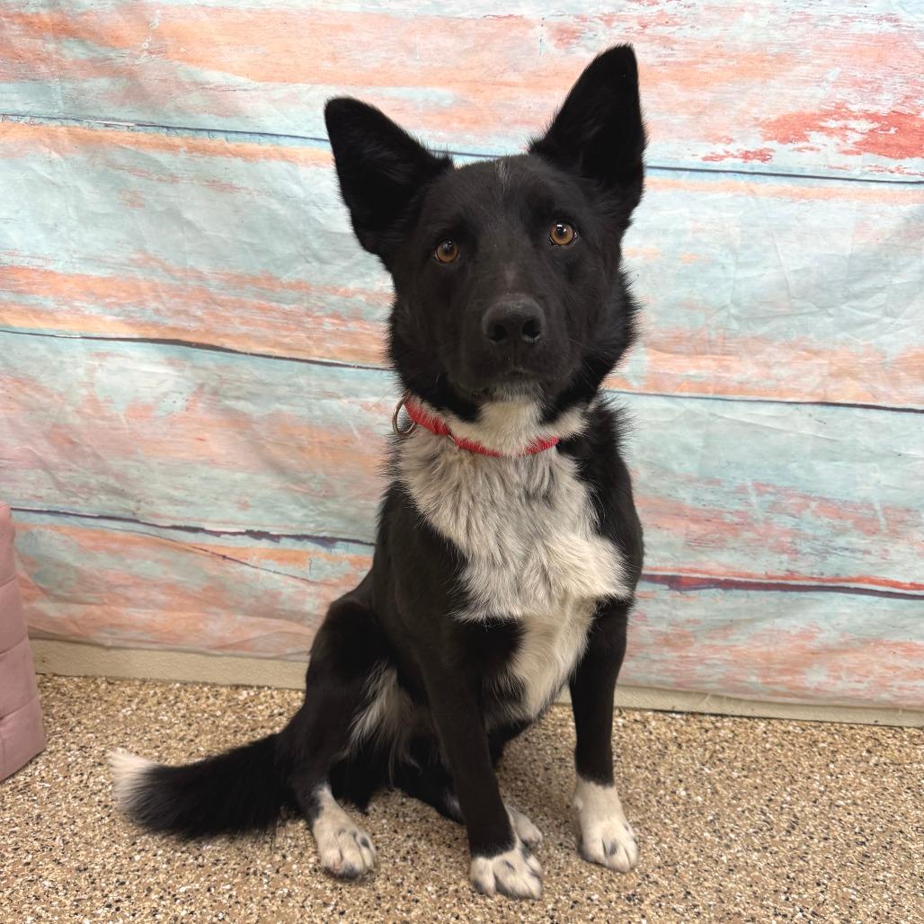 Buddy, a Adoptable mixed breed in Cheyenne, WY image 2/2