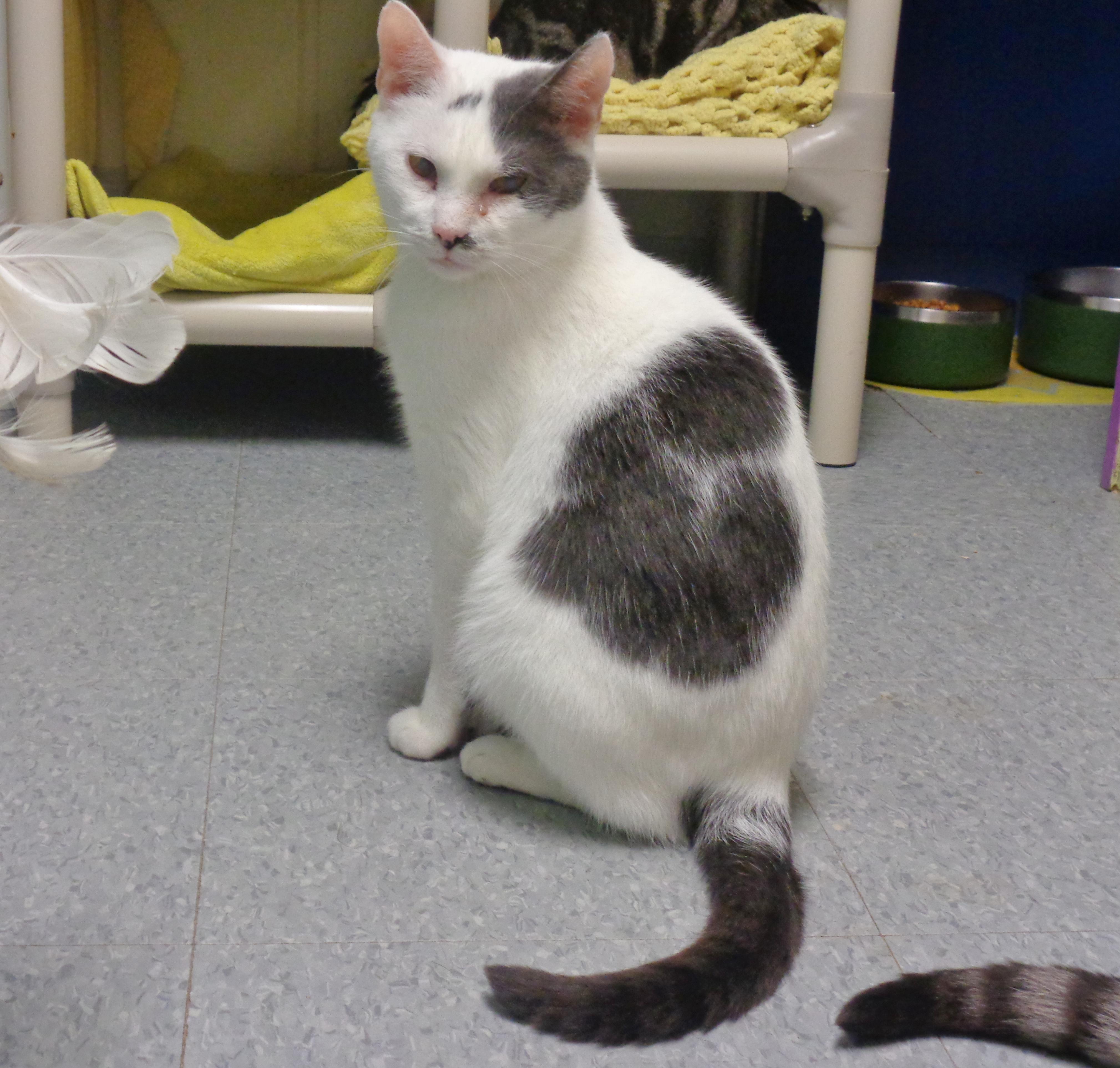 PUERTO RICO, a Adoptable Extra-Toes Cat / Hemingway Polydactyl in Delhi, NY image 2/6