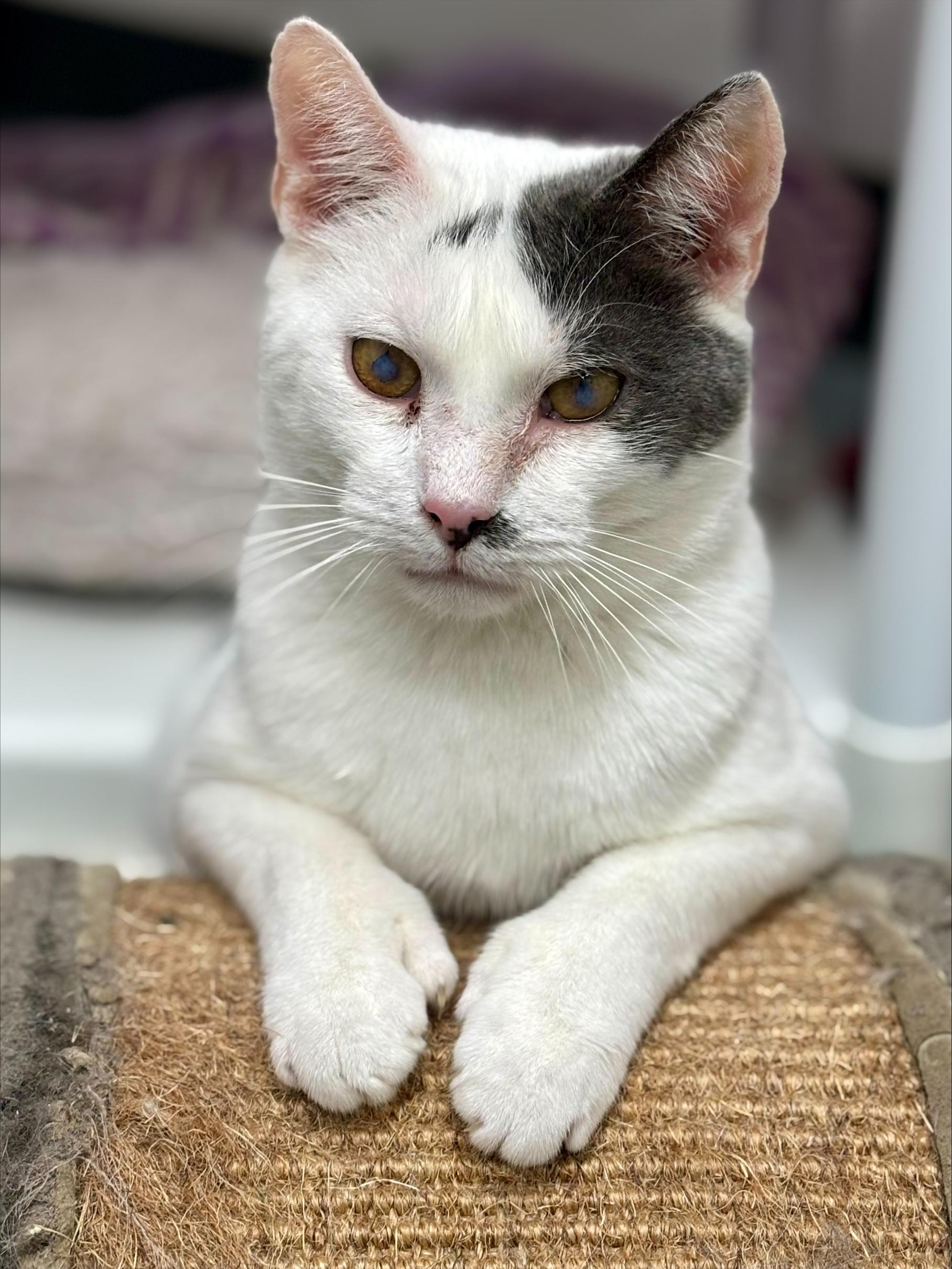 PUERTO RICO, Adoptable, Adult Male Extra-Toes Cat / Hemingway Polydactyl.