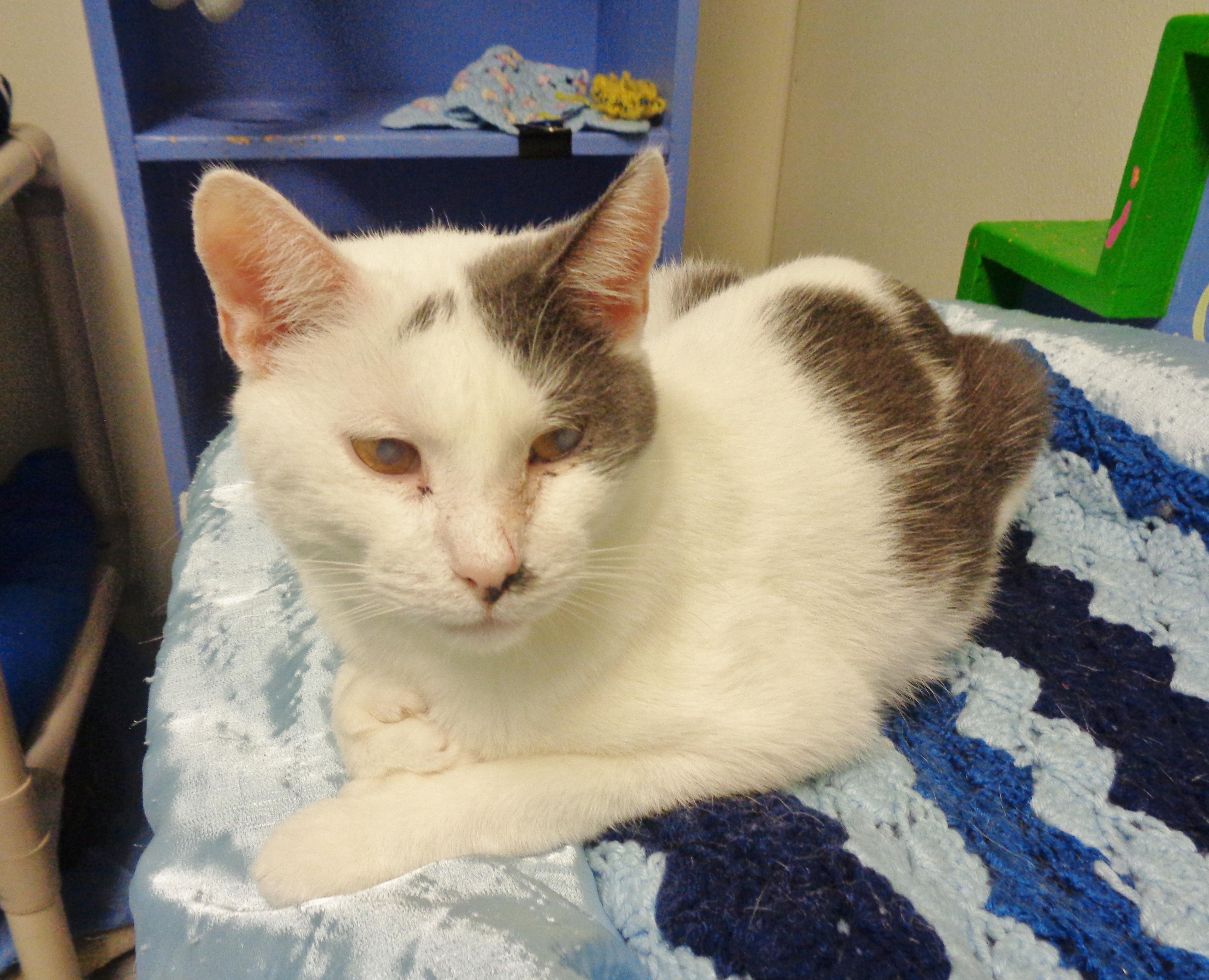 PUERTO RICO, a Adoptable Extra-Toes Cat / Hemingway Polydactyl in Delhi, NY image 3/6