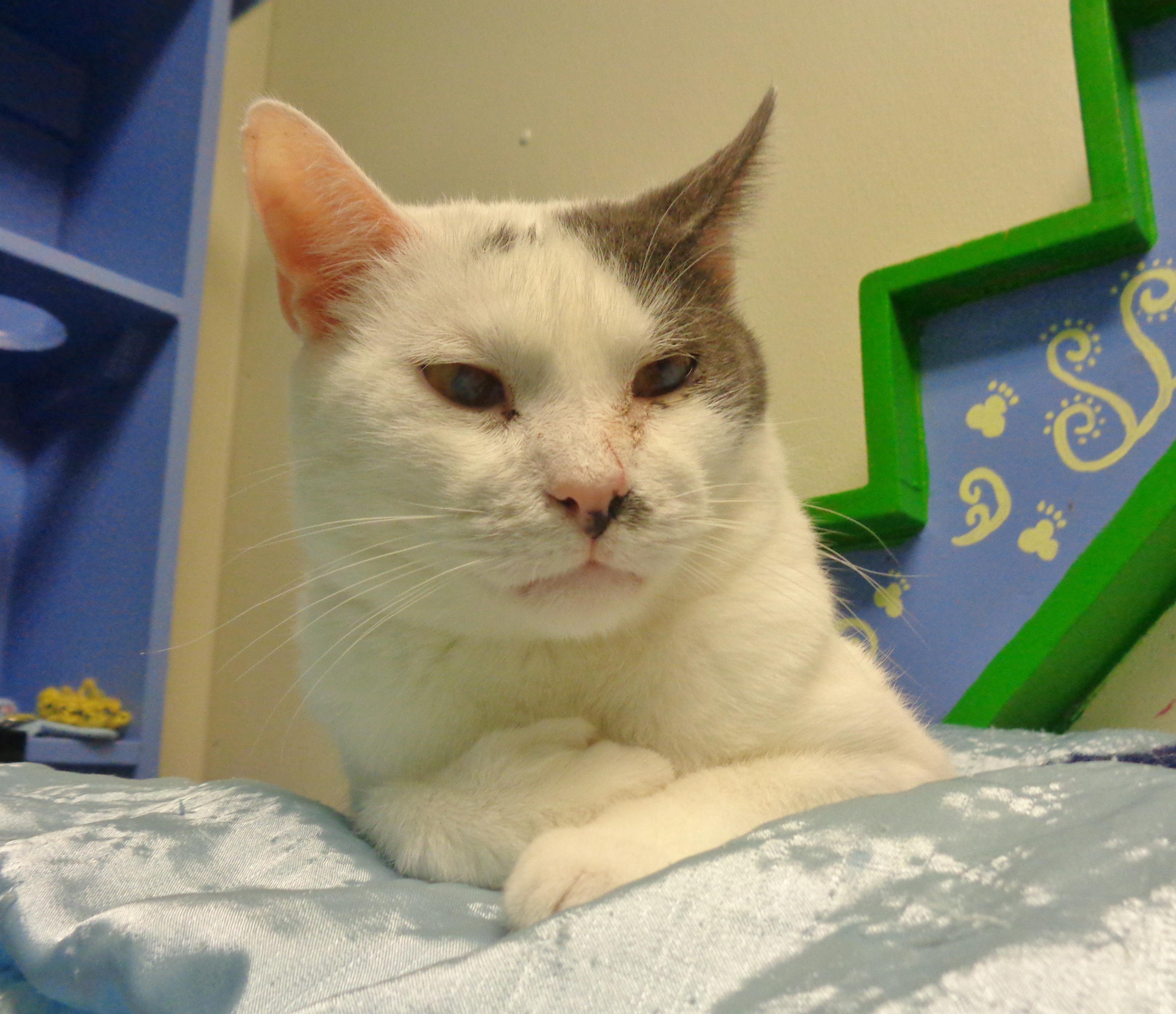 PUERTO RICO, a Adoptable Extra-Toes Cat / Hemingway Polydactyl in Delhi, NY image 4/6