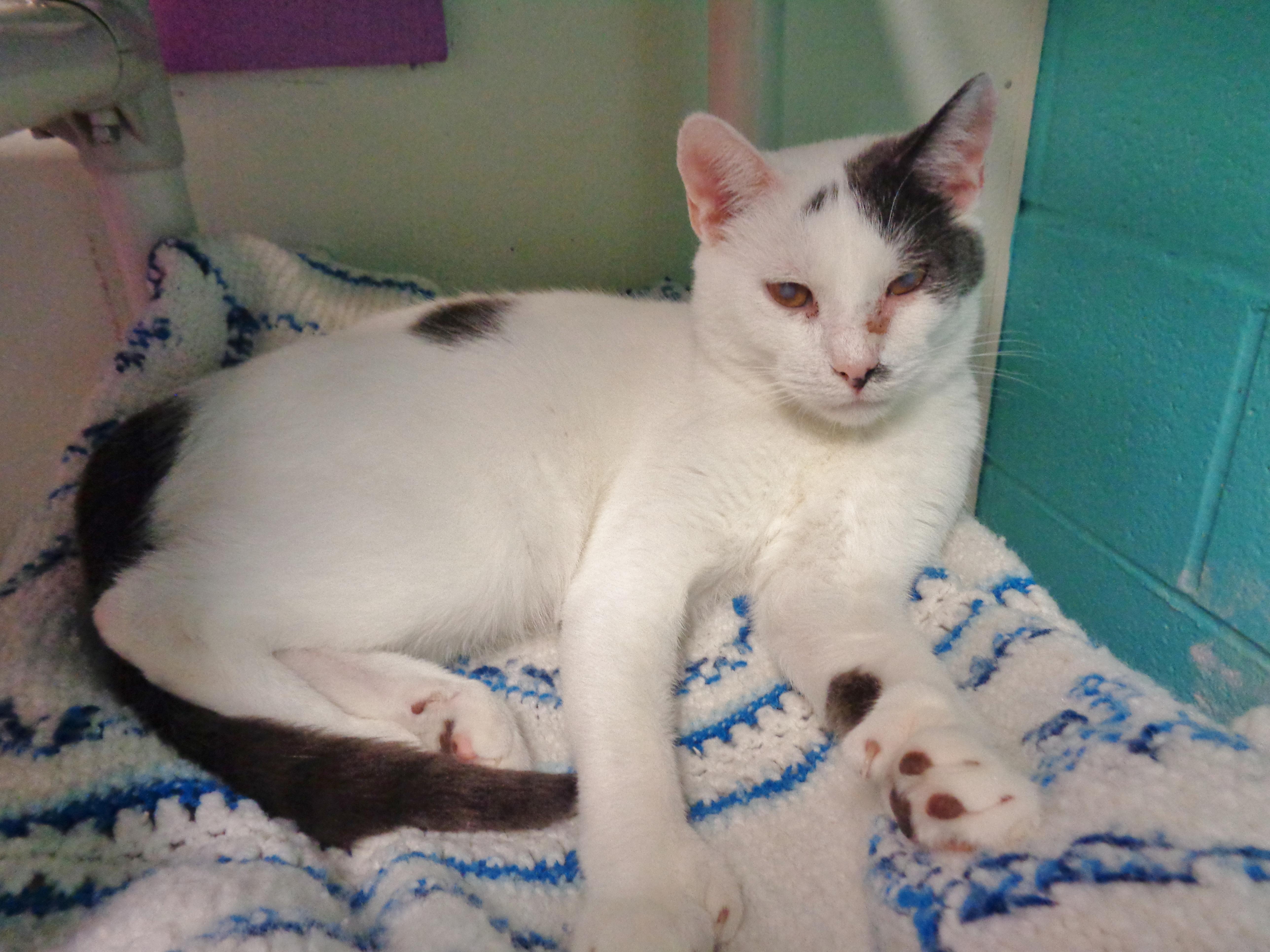 PUERTO RICO, a Adoptable Extra-Toes Cat / Hemingway Polydactyl in Delhi, NY image 1/6