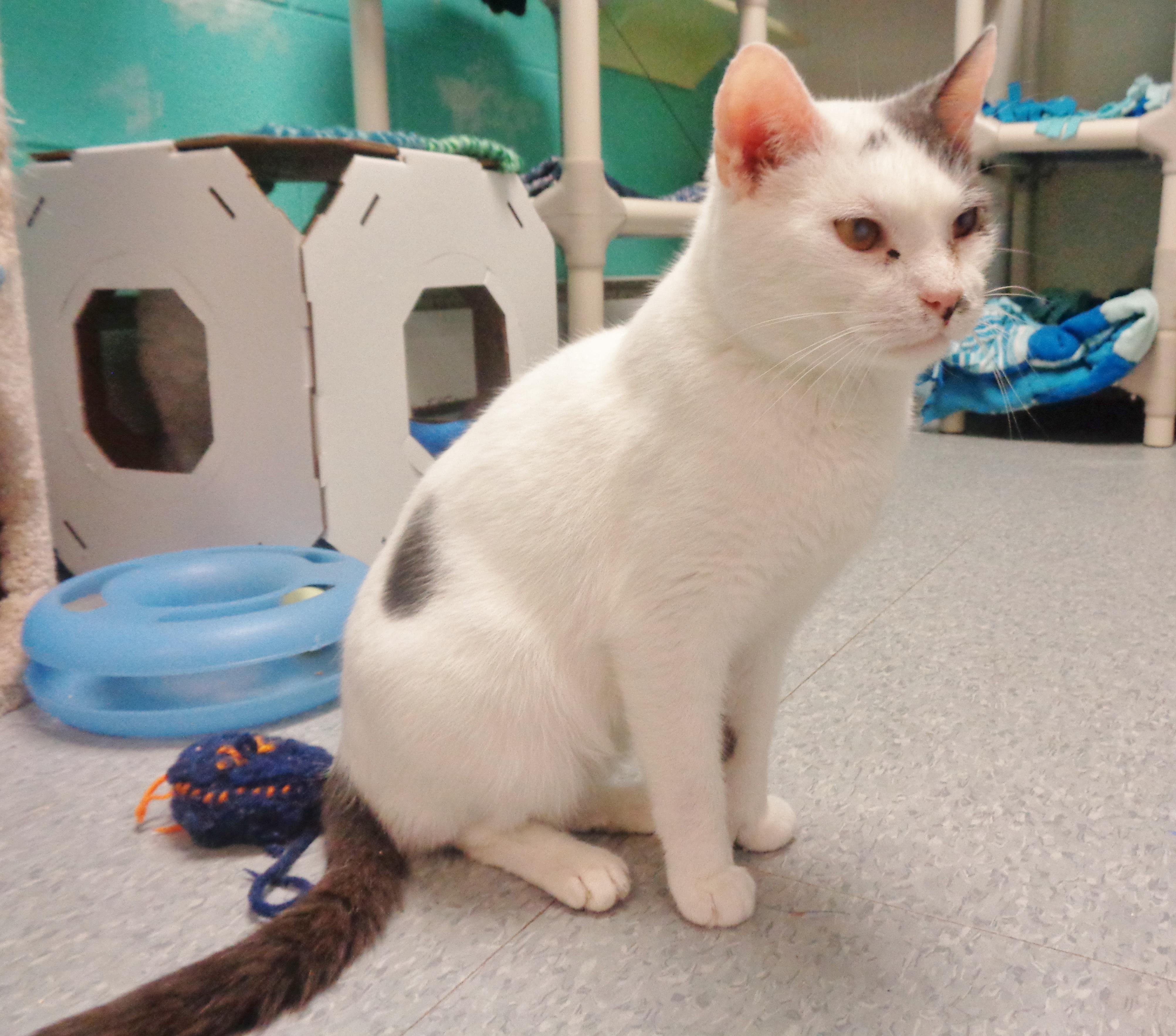 PUERTO RICO, a Adoptable Extra-Toes Cat / Hemingway Polydactyl in Delhi, NY image 5/6