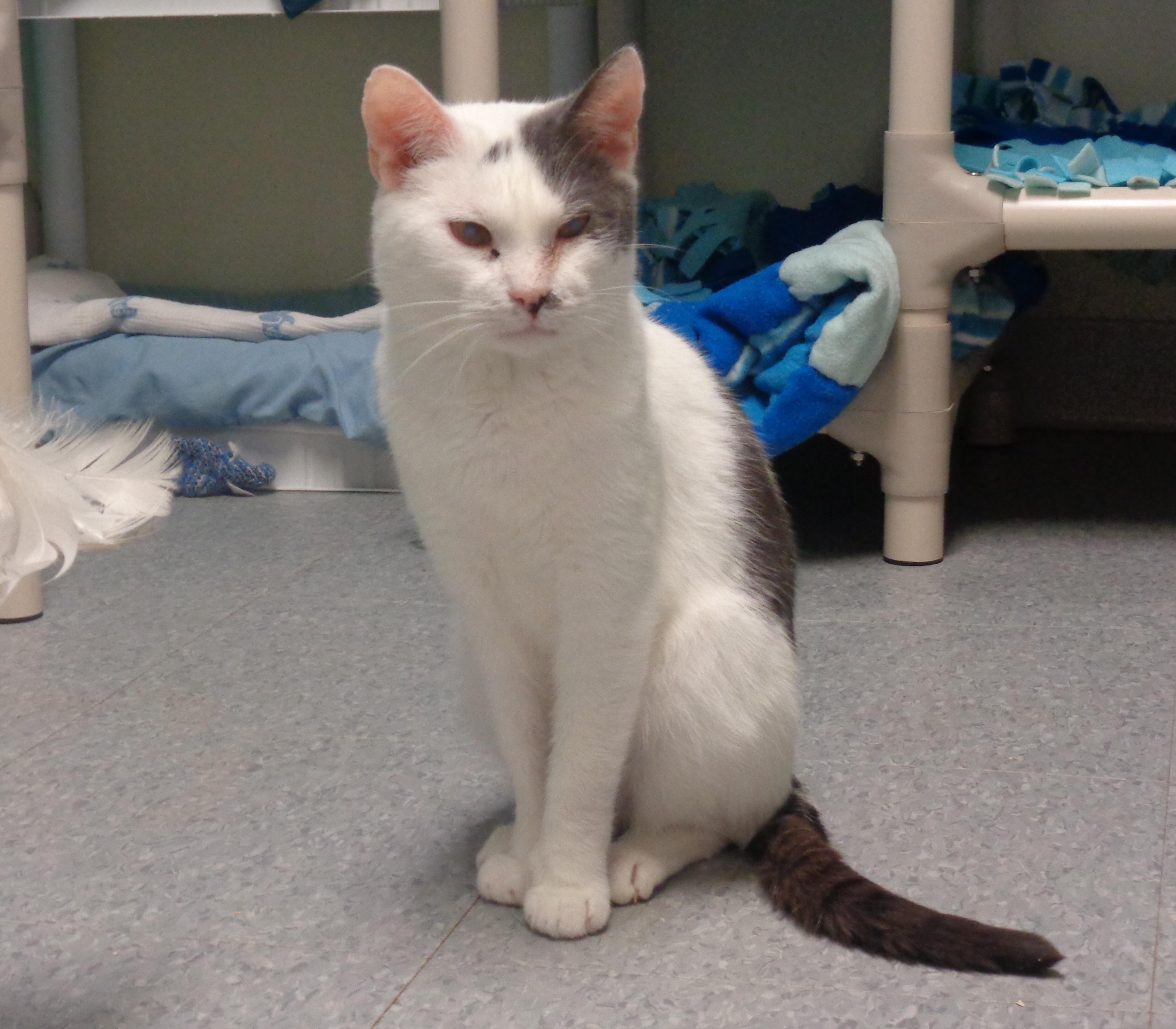 PUERTO RICO, a Adoptable Extra-Toes Cat / Hemingway Polydactyl in Delhi, NY image 6/6