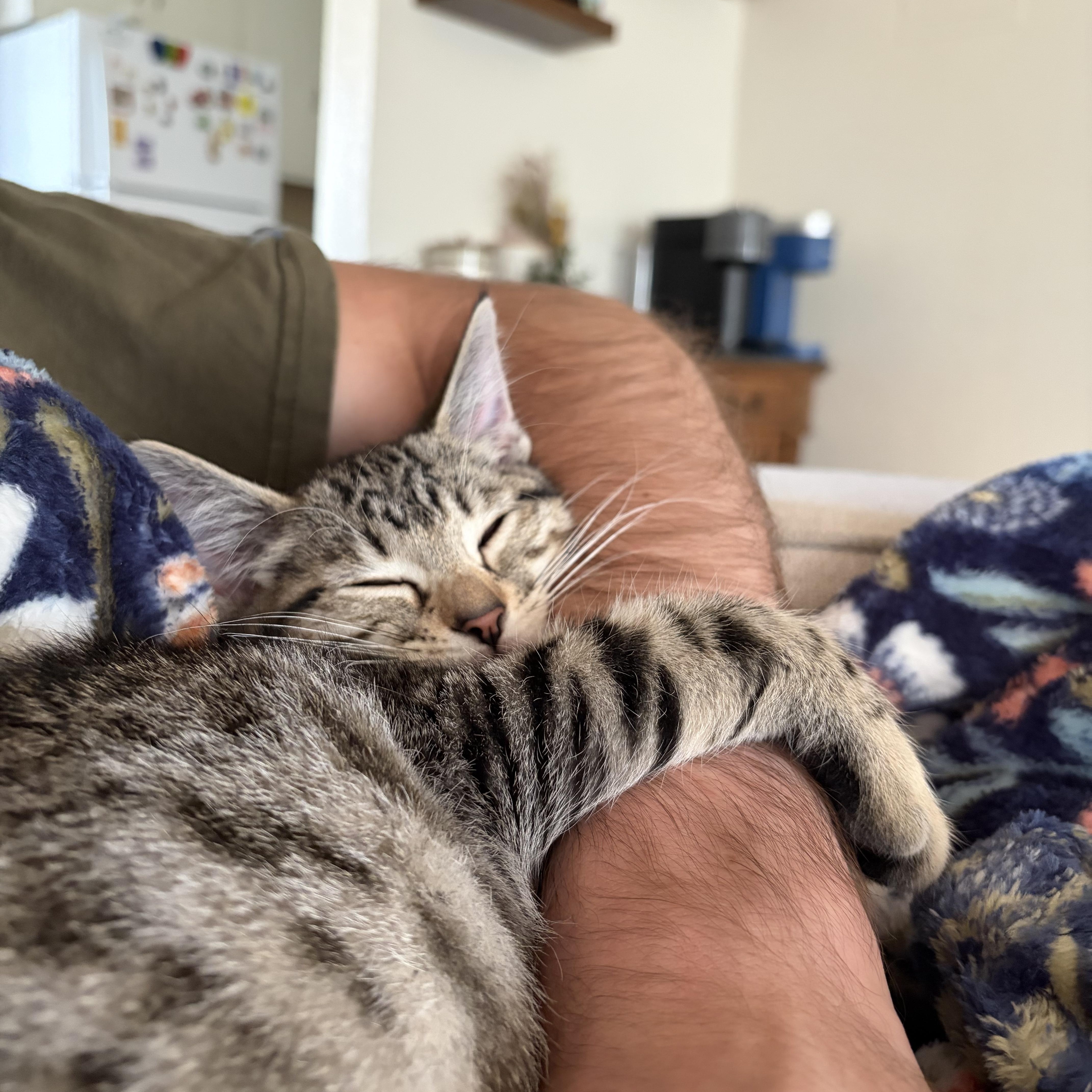 George, adopted, Kitten Female Domestic Short Hair.