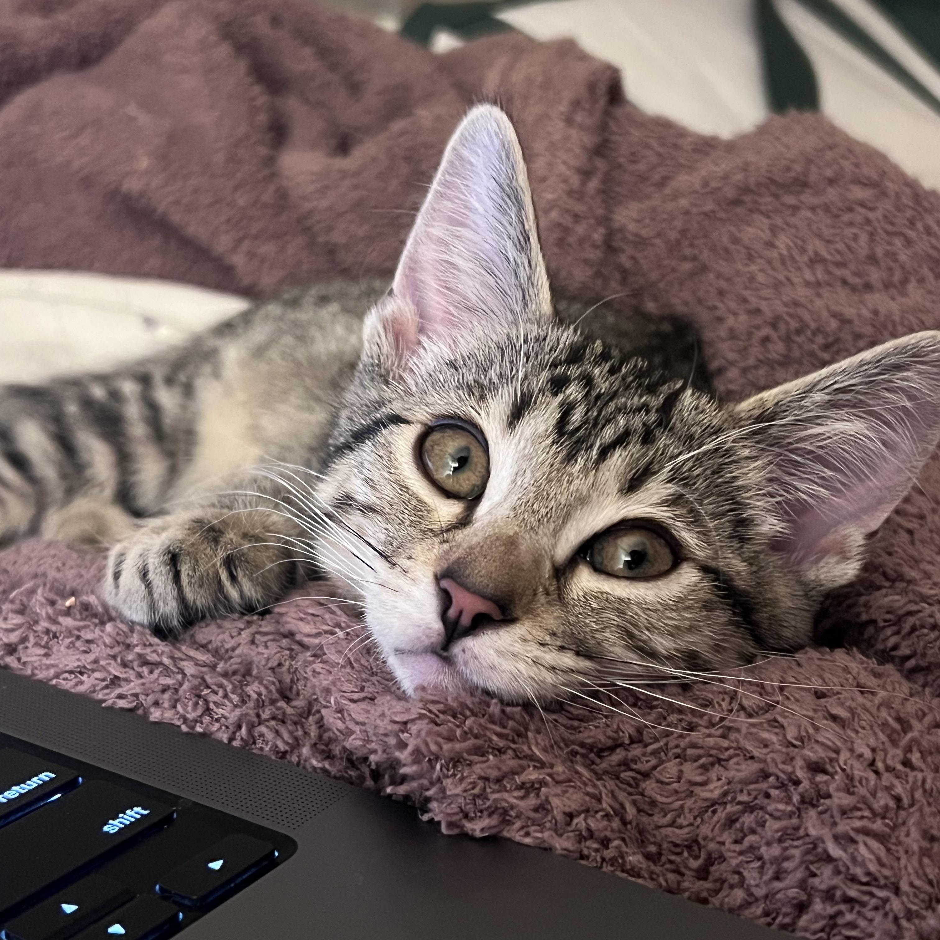 Enlarge George, an adopted Domestic Short Hair in San Luis Obispo, CA image 2/4