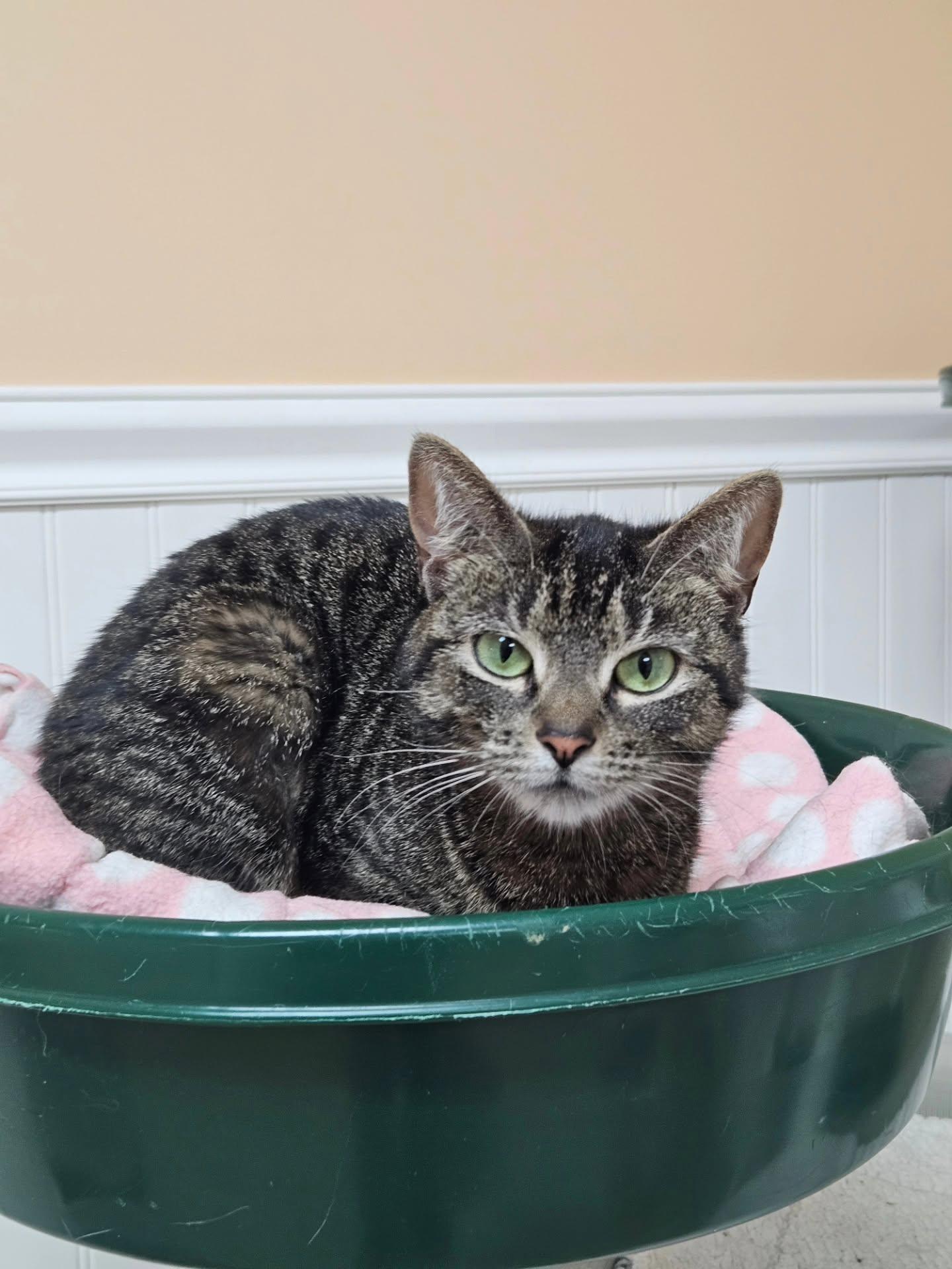 Hawk (and Bella), an adoption pending Domestic Long Hair in Westbrook, CT image 5/5