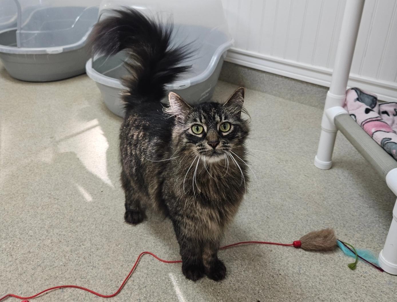 Hawk (and Bella), an adoption pending Domestic Long Hair in Westbrook, CT image 2/5