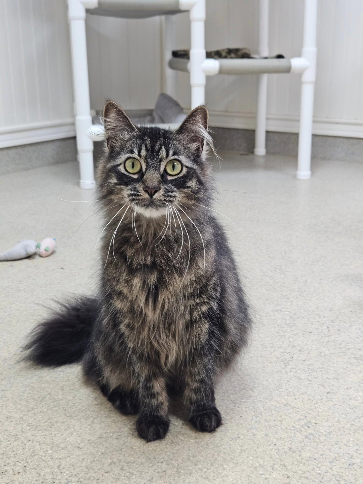 Hawk (and Bella), an adoption pending Domestic Long Hair in Westbrook, CT image 1/5