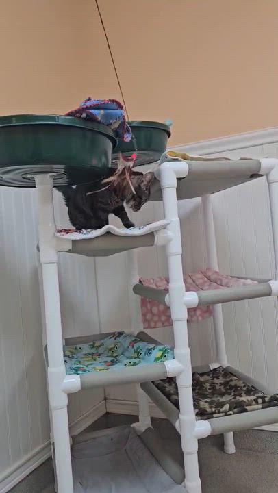 Enlarge Hawk (and Bella), an adoption pending Domestic Long Hair in Westbrook, CT video 4/5
