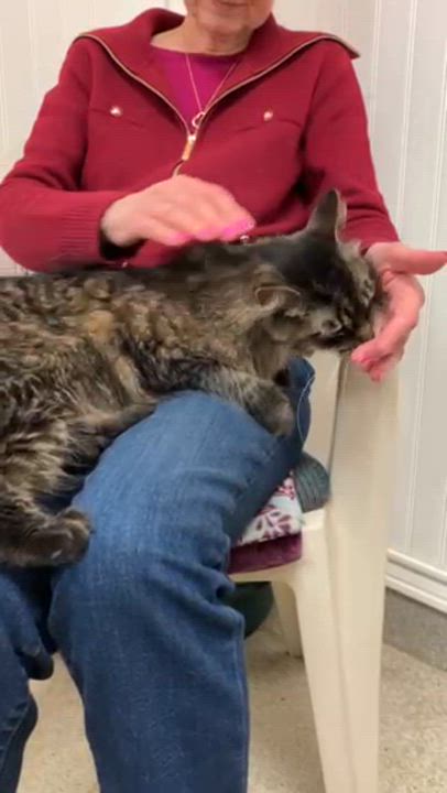 Enlarge Hawk (and Bella), an adoption pending Domestic Long Hair in Westbrook, CT video 3/5