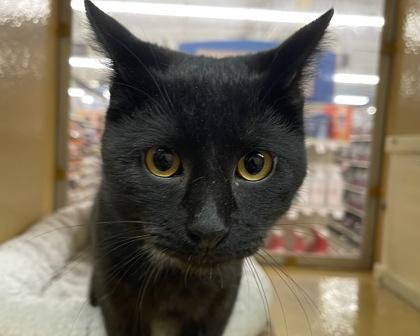 Portobella, Adoptable, Young Male Domestic Short Hair & Domestic Short Hair.