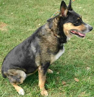 Enlarge Dahlia, a Adoptable mixed breed in Frankston, TX image 1/12