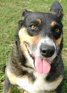 Enlarge Dahlia, a Adoptable mixed breed in Frankston, TX image 2/12