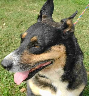 Enlarge Dahlia, a Adoptable mixed breed in Frankston, TX image 3/12