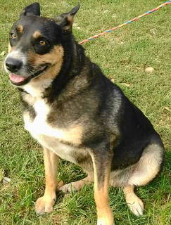 Enlarge Dahlia, a Adoptable mixed breed in Frankston, TX image 4/12