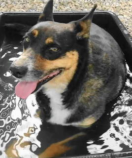 Enlarge Dahlia, a Adoptable mixed breed in Frankston, TX image 5/12