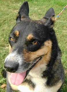 Enlarge Dahlia, a Adoptable mixed breed in Frankston, TX image 6/12