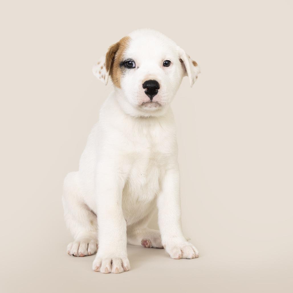Napoleon, Adoptable, Puppy Male Mixed Breed & Great Pyrenees.