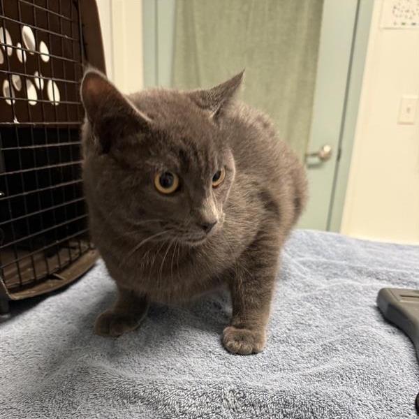 Enlarge Beau, a Adoptable American Shorthair in Mount Shasta, CA image 1/1