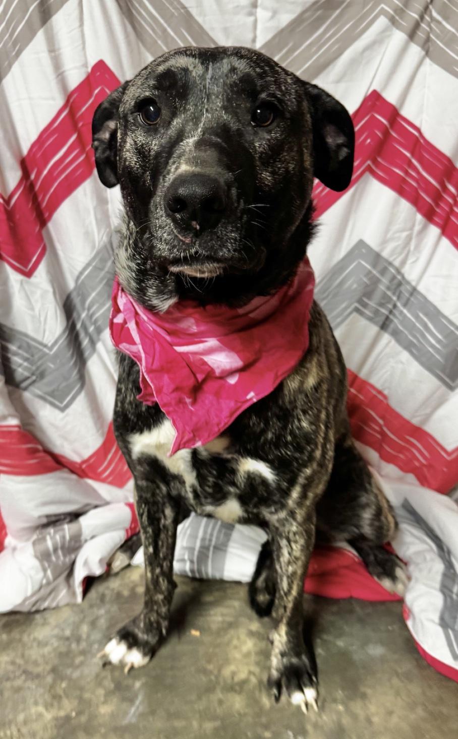 Enlarge Millie, an adopted mixed breed in Cedarburg, WI image 2/2