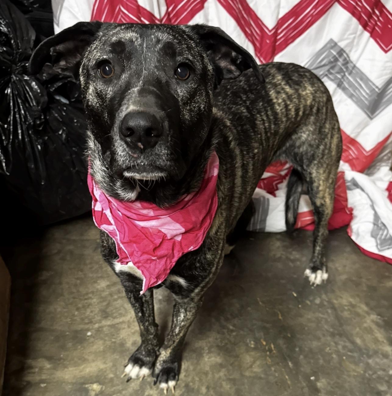 Enlarge Millie, an adopted mixed breed in Cedarburg, WI image 1/2