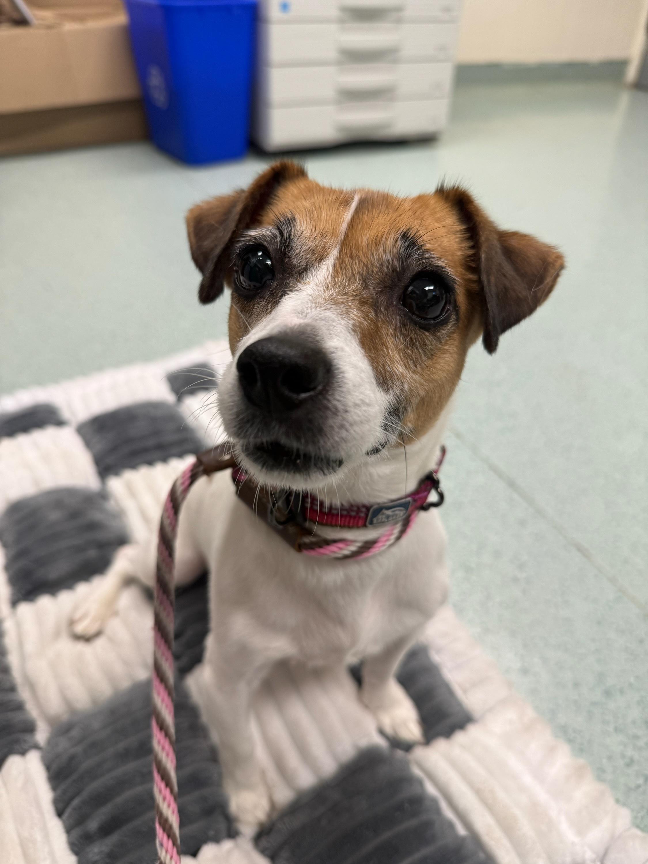 Enlarge Molly, an adopted Jack Russell Terrier in Teterboro, NJ image 1/1
