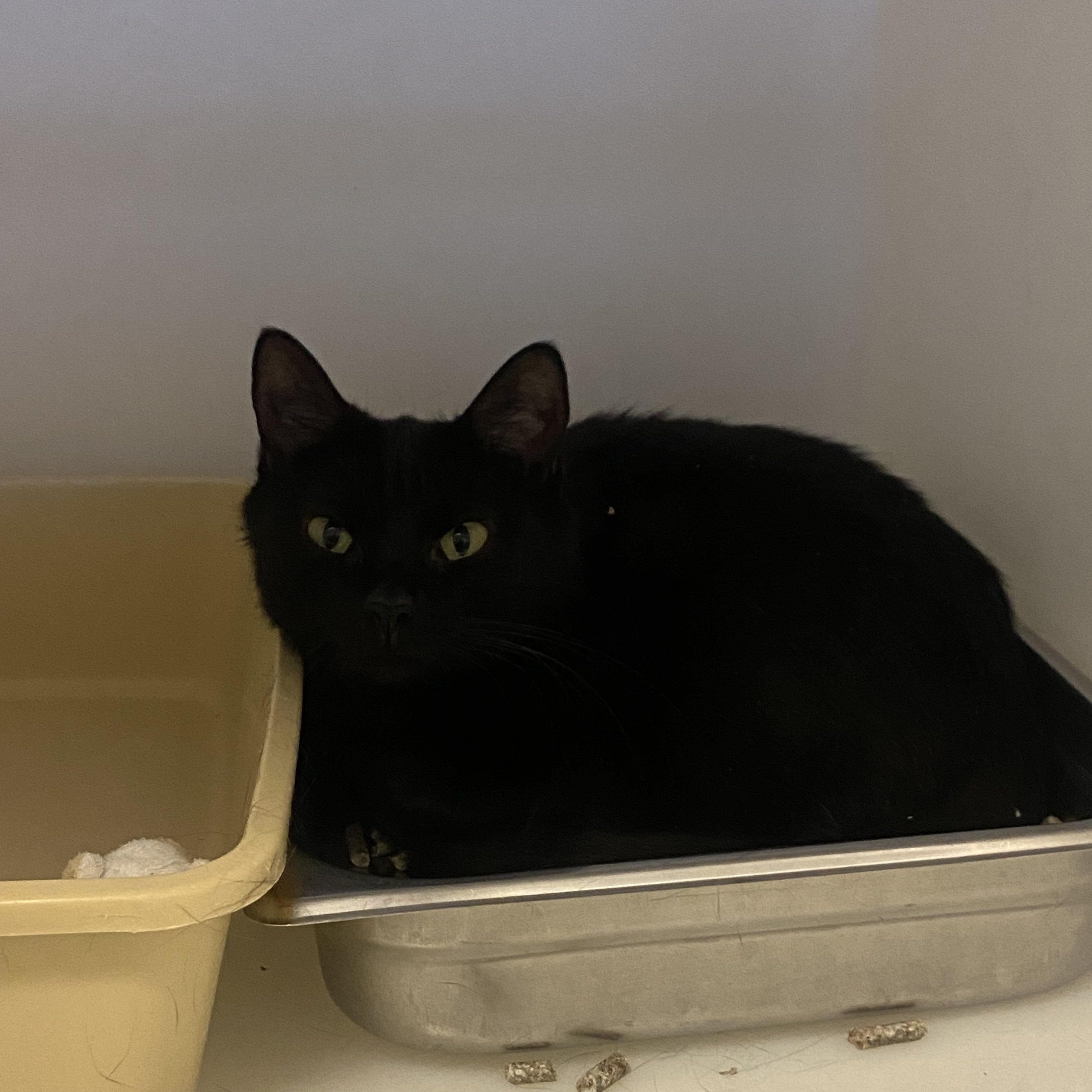 Enlarge Linda, a ADOPTABLE Domestic Short Hair in King George, VA image 1/4