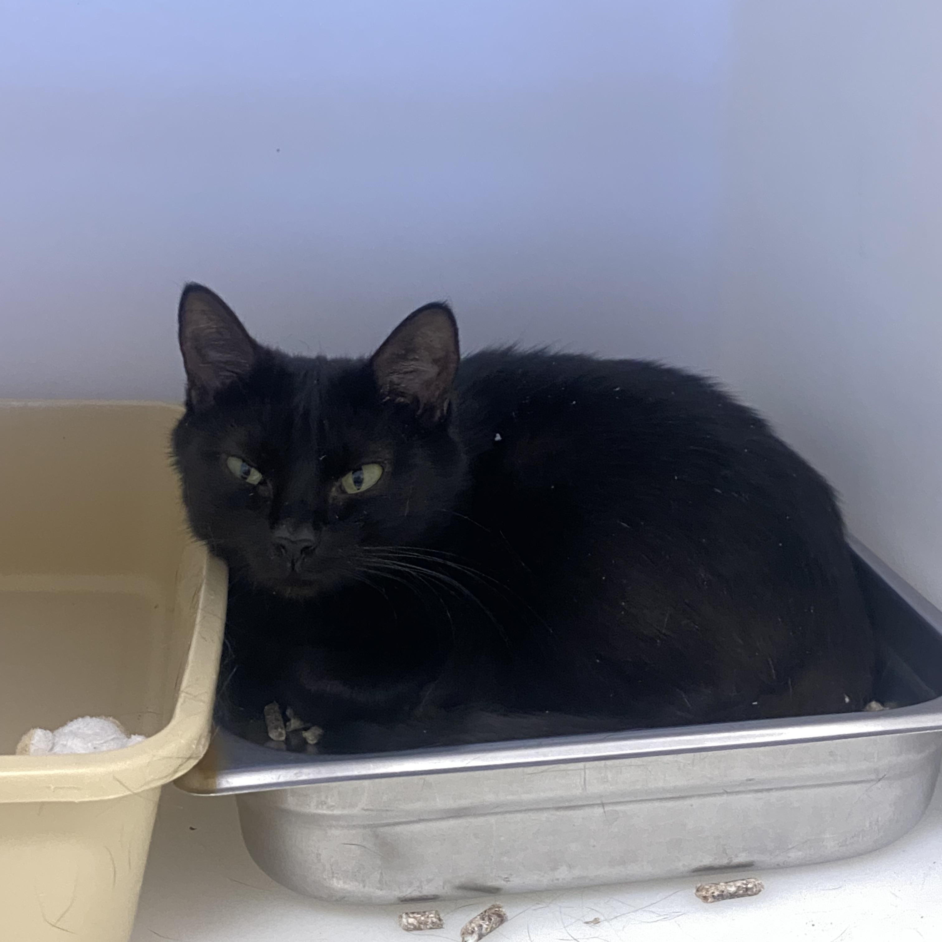 Enlarge Linda, a ADOPTABLE Domestic Short Hair in King George, VA image 2/4