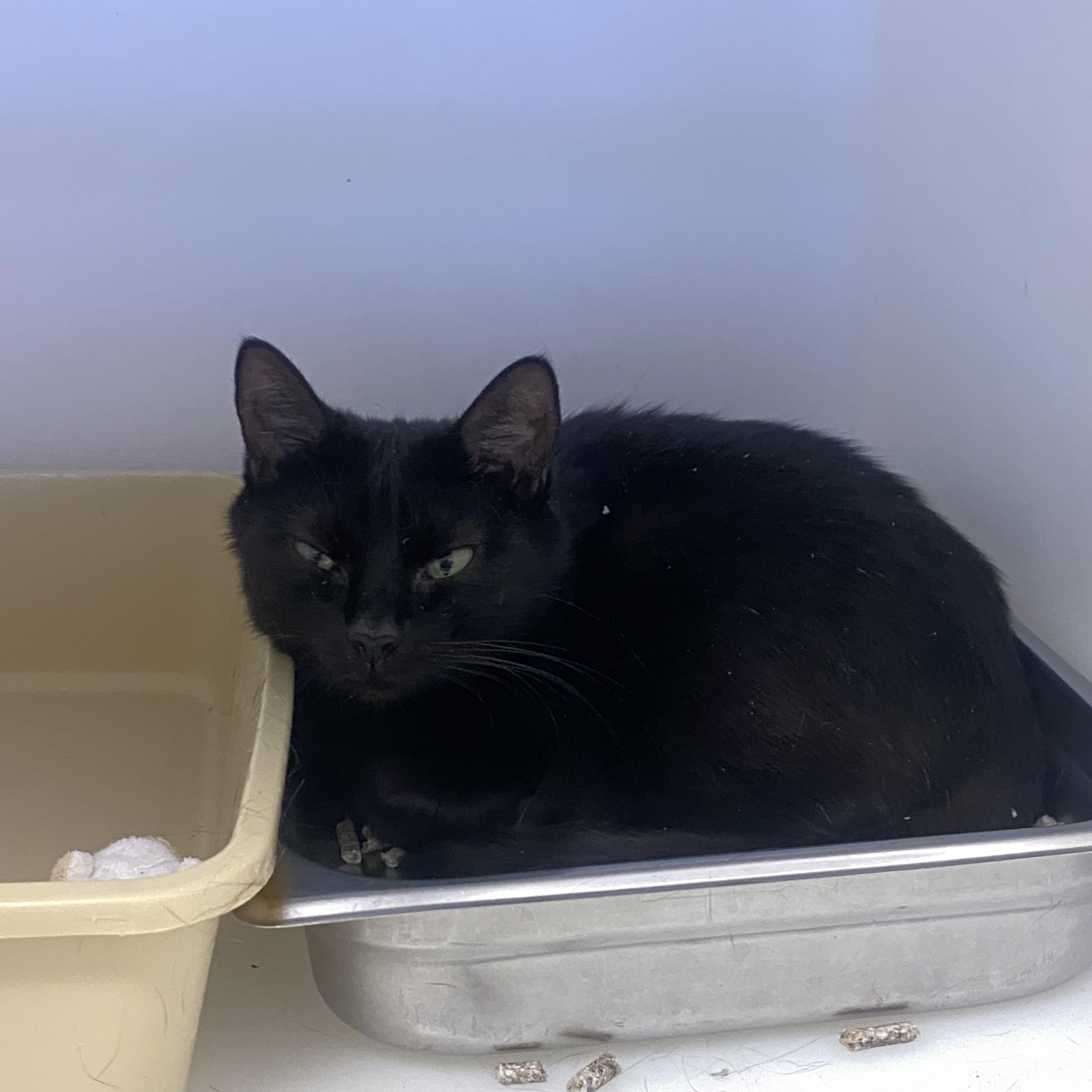 Enlarge Linda, a ADOPTABLE Domestic Short Hair in King George, VA image 3/4